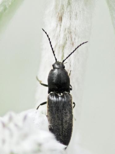 Réf. 304 217 : Hemicrepidius sp.